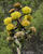  A002663croofm